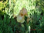 2011-05-07 près nichoir X.jpg
