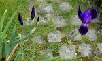 2011-05-06 mortier X.jpg