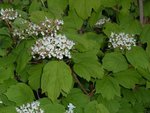 Copie de P1010187.JPG
