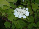 Copie de P1010188.JPG