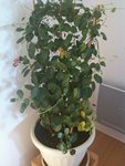 dipladenia3.jpg