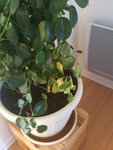 dipladenia4.jpg