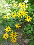 DSC09524-1.jpg