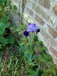 2011-05-08 pignon don 2 M.Mar X.jpg