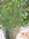 DSCN1350bis.JPG