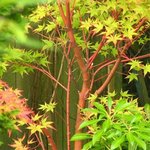 erable sango-kaku.jpg