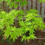 erable sango-kaku 1.jpg