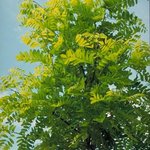 robinia-pseudoacacia-frisia.jpg
