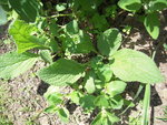 DSCN3081.JPG