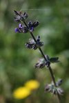 fleur violette 1.JPG