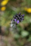 fleur violette 2.JPG