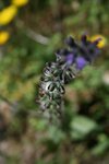 fleur violette 3.JPG