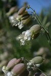 Fleur blanche.JPG