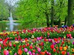 Parc-Keukenhof-vue-des-jardins_les_autres_paysage.jpg