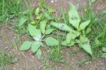 Les deux mauvaises herbes à identifier