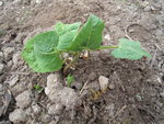 DSCN3123.JPG