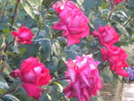 DSCN2242.JPG