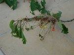 DSC03388.jpg