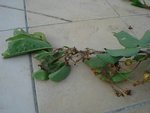 DSC03390.jpg