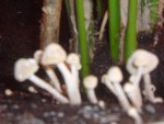 DSCF0240.JPG