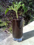 BouturageTomate-J0.jpg