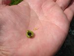 carpocapses 005.JPG
