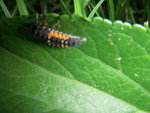 DSCN5495.JPG
