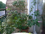 p1090885 redimensionnée.JPG