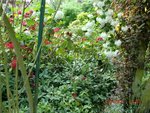 2011-05-06 autre fond X.jpg