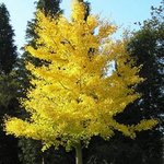 Ginkgo_biloba.jpg