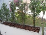 SDC10510.JPG
