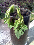BouturageTomate-Jplus1.jpg