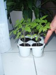 tomate 1 mois.JPG