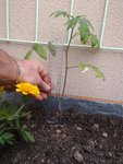 tomates 2 mois.JPG