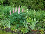 2011-05-10  lupins et Cie X.jpg
