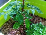 Plan de tomates et basilic.jpg