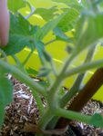 Groupe de bourgeons tige n°1.JPG