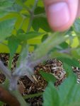 Groupe de bourgeons tige n°2.JPG