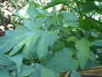 IMG_5668.JPG