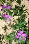 DSC01234.jpg