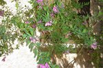 DSC01232.jpg