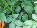 Un pied entier ? la precédente pjoto a été prise sur une feuille du haut.