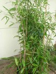 DSC04185.jpg