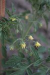 arbuznyi en fleur