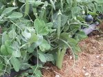 je ne vais pas tarder à manger mes petits pois