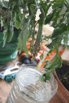 DSC09861.jpg