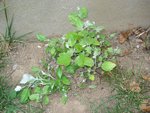 DSC05891.JPG