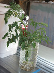 DSC09863.jpg