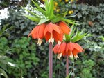 Plante a identifier.jpg