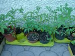les dernières à replanter....jpg